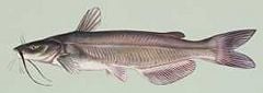 Channel catfish.jpg