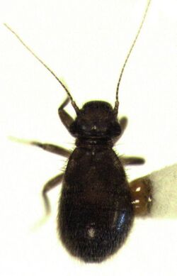 Lepinotus inquilinus.jpg
