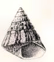 Cantharidus bisculptus 001.jpg