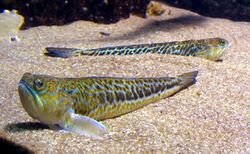 Trachinus draco 2.jpeg