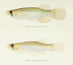 Illustration of "Fundulus dispar"