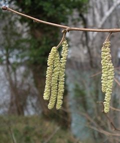 Flowering Common Hazel in early spring