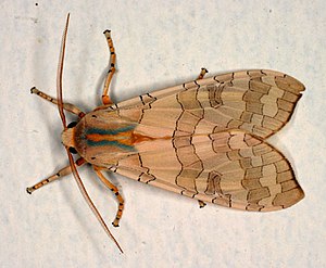 Halysidota tessellarisPCCA20050528-7821B.jpg