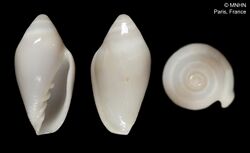 Marginella marocana (MNHN-IM-2000-627).jpeg