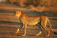 Cheetah Kruger.jpg