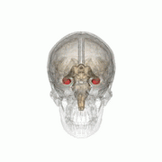 Hippocampus (red) in relation to other brain structures.