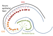 Migration of cells to the CA1 (red), CA3 (orange), and dentate gyrus (green).
