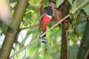 Collared Trogon (Trogon collaris) (4090278016).jpg