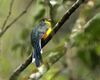 Javan Trogon (Harpactes reinwardtii reinwardtii).jpg