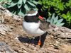 NZ Shore plover male.JPG