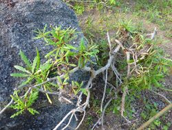 Tolpis succulenta.jpg