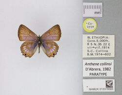 013376585 Anthene collinsi D'Abrera 1982 PT.jpg