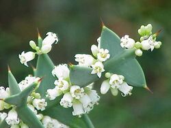 Colletia cruciata4.jpg