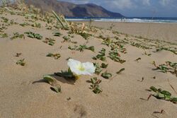 Ipomoea imperati kz04.jpg