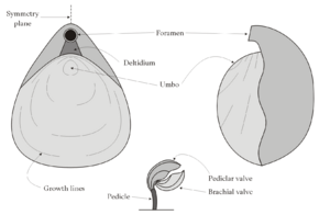 Brachiopoda-morphology.png