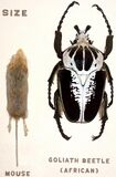 Royal goliath beetle, Goliathus regius, compared to a mouse