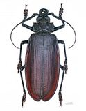 Titan beetle, Titanus giganteus, a tropical longhorn beetle