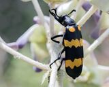 Blister beetles such as Hycleus have brilliant aposematic coloration, warning of their toxicity.