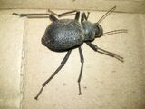 Tenebrionid beetle in the Thar Desert