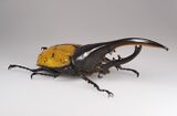 Hercules beetle, Dynastes hercules ecuatorianus, the longest of all beetles
