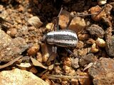 The fogstand beetle of the Namib Desert, Stenocara gracilipes, survives by collecting water from fog on its back.