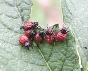 Larvae of the Colorado potato beetle, Leptinotarsa decemlineata, a serious crop pest