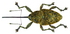 Curculio glandium Marsham, 1802 female (8112399337).png