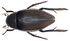Hydrophilus piceus (Linné, 1758) female (4035156238).jpg