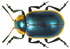 Mesoplatys cincta (Olivier, 1790) (8245535128).png