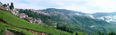 A view of Darjeeling from the Happy Valley Tea Estate.