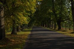 Linden alley on the road entering to Vasula.