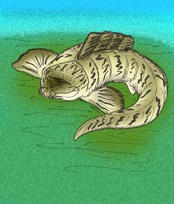 Herasmius granulatus.jpg