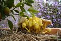 Leucocoprinus birnbaumii, commonly known as the "flowerpot parasol", at various stages of development
