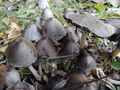 Coprinopsis atramentaria, commonly known as the "ink cap"