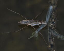 Gerris sp. - Kitchener, Ontario 01.jpg