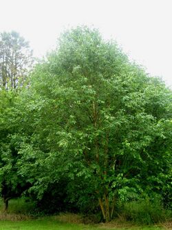 SHHG Betula grossa.jpg