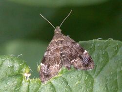 Anthophila fabriciana 20020603 05.JPG