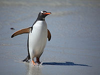 Gentoo penguin 1.jpg