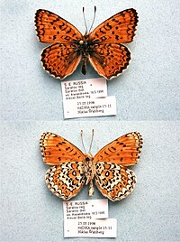 NW15-11 Melitaea arduinna (3429841760).jpg