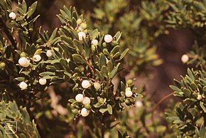 Leucopogon Parviflorus, Discovery Bay National Park 1989. (38032726996).jpg