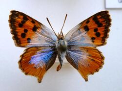 Chrysoritis pan lysander (hantamsbergae).jpg