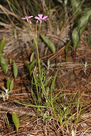 Phlox speciosa 4604.JPG
