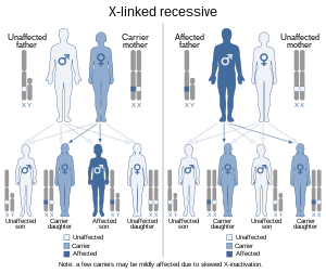 X-linked recessive (2).svg