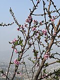 Delicate pink peach blossoms bloom vibrantly against clear spring sky.