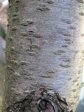 Gray bark on trunk with lenticels