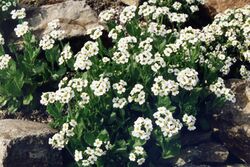Draba fladnizensis.jpg