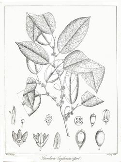 Strombosia ceylanica Govindoo.jpg