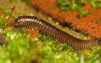 Suffolk millipede.jpg