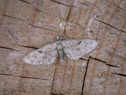 Eupithecia pusillata.jpg