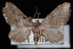 Eupithecia pusillata2.jpg